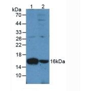 abx103216