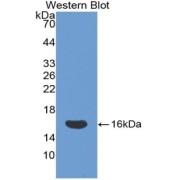 Western blot analysis of the recombinant protein.