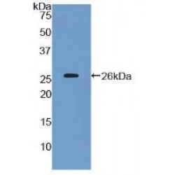 OX-2 Membrane Glycoprotein (CD200) Antibody