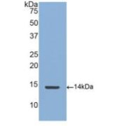 Western blot analysis of recombinant Human CTGF.