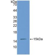 Western blot analysis of recombinant Mouse CTGF.