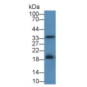 abx103241