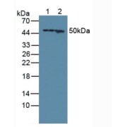 Western blot analysis of (1) Mouse Brain Tissue and (2) Rat Brain Tissue.