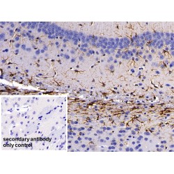 Glial Fibrillary Acidic Protein (GFAP) Antibody