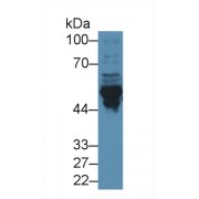 Western blot analysis of Mouse Cerebrum lysate, using Mouse GFAP Antibody (2 µg/ml) and HRP-conjugated Goat Anti-Rabbit antibody (<a href="https://www.abbexa.com/index.php?route=product/search&amp;search=abx400043" target="_blank">abx400043</a>, 0.2 µg/ml).