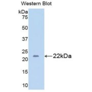 Western blot analysis of the recombinant protein.