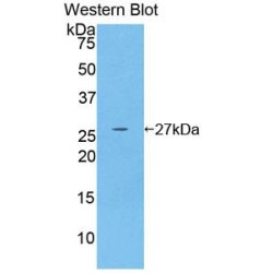 Glutathione S Transferase Mu 4 (GSTm4) Antibody