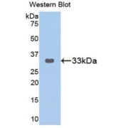 abx103257