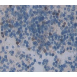 GRB2 Related Adaptor Protein 2 (GRAP2) Antibody