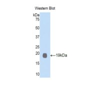 Western blot analysis of recombinant Mouse GDF1 Protein.