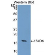 Western blot analysis of recombinant Human GDF5 Protein.