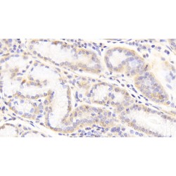 Heparan Sulfate Proteoglycan 2 (HSPG2) Antibody