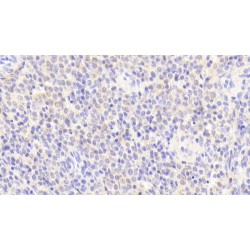 Heparan Sulfate Proteoglycan 2 (HSPG2) Antibody