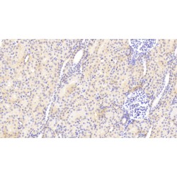 Heparan Sulfate Proteoglycan 2 (HSPG2) Antibody