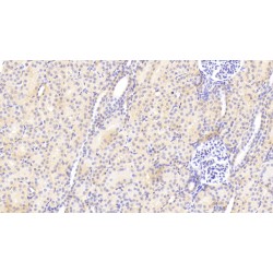 Heparan Sulfate Proteoglycan 2 (HSPG2) Antibody