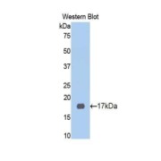 Western blot analysis of recombinant Human KNG1/HMWK Protein.