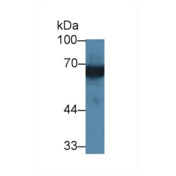 Kininogen 1 (KNG1) Antibody