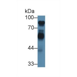 Kininogen 1 (KNG1) Antibody