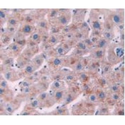 Interleukin 10 Receptor Alpha (IL10Ra) Antibody