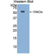 abx103277