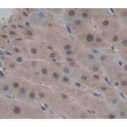 Lysine Specific Demethylase 4C (KDM4C) Antibody