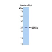 abx103290