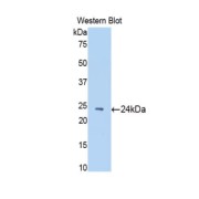 abx103291