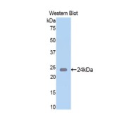 abx103292