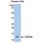 Western blot analysis of the recombinant protein.