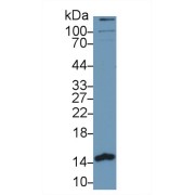Western blot analysis of Human MCF7 cell lysate, using Human PHPT1 Antibody (1 µg/ml) and HRP-conjugated Goat Anti-Rabbit antibody (<a href="https://www.abbexa.com/index.php?route=product/search&amp;search=abx400043" target="_blank">abx400043</a>, 0.2 µg/ml).