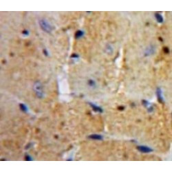 Phosphohistidine Phosphatase 1 (PHPT1) Antibody