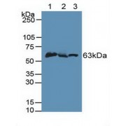 Western blot analysis of (1) Mouse Liver Tissue, (2) Mouse Testis Tissue and (3) Mouse Brain Tissue.