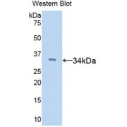 Western blot analysis of the recombinant protein.