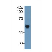 Western blot analysis of Rat Serum, using Rat bACE2 Antibody (1 µg/ml) and HRP-conjugated Goat Anti-Rabbit antibody (<a href="https://www.abbexa.com/index.php?route=product/search&amp;search=abx400043" target="_blank">abx400043</a>, 0.2 µg/ml).