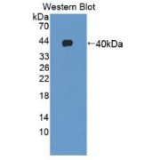 Western blot analysis of recombinant Human GHRH.