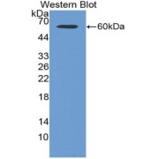 Western blot analysis of the recombinant protein.