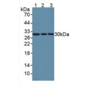 Western blot analysis of (1) Human HeLa cells, (2) Human A549 Cells and (3) Human U2OS Cells.