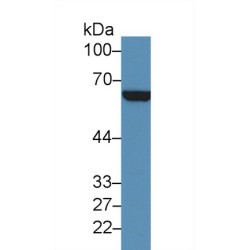 Platelet Glycoprotein 4 (CD36) Antibody