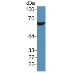 Platelet Glycoprotein 4 (CD36) Antibody