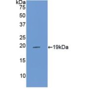 abx103367