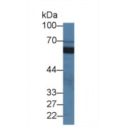Western blot analysis of Pig Kidney lysate, using Human SIGIRR Antibody (2 µg/ml) and HRP-conjugated Goat Anti-Rabbit antibody (<a href="https://www.abbexa.com/index.php?route=product/search&amp;search=abx400043" target="_blank">abx400043</a>, 0.2 µg/ml).