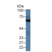 abx103368