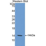 Western blot analysis of the recombinant protein.