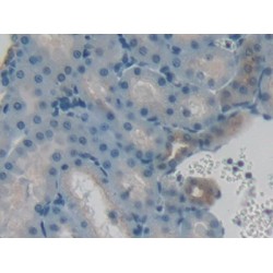 VGF Nerve Growth Factor Inducible (VGF) Antibody