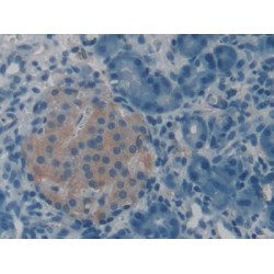 VGF Nerve Growth Factor Inducible (VGF) Antibody