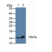 Western blot analysis of (1) Rat Blood Cells and (2) Porcine Blood Cells.