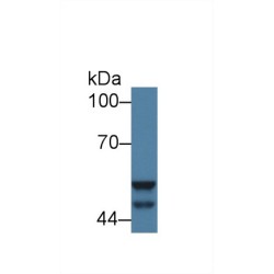 Glycogen Synthase Kinase 3 Alpha (GSK3a) Antibody
