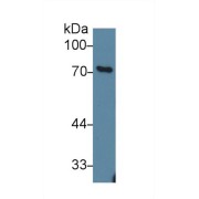 Western blot analysis of Human 293T cell lysate, using Mouse GAB1 Antibody (1 µg/ml) and HRP-conjugated Goat Anti-Rabbit antibody (<a href="https://www.abbexa.com/index.php?route=product/search&amp;search=abx400043" target="_blank">abx400043</a>, 0.2 µg/ml).