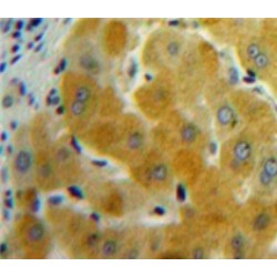 Growth Differentiation Factor 11 (GDF11) Antibody