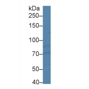 Western blot analysis of Human HeLa cell lysate, using Chicken HIF1a Antibody (2 µg/ml) and HRP-conjugated Goat Anti-Rabbit antibody (<a href="https://www.abbexa.com/index.php?route=product/search&amp;search=abx400043" target="_blank">abx400043</a>, 0.2 µg/ml).